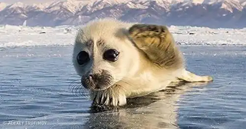 摄影师花了3年来使这些令人难以置信的照片