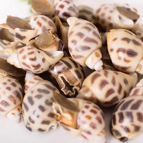 花螺(500g) - 乐府轩(德福农场)生鲜商城