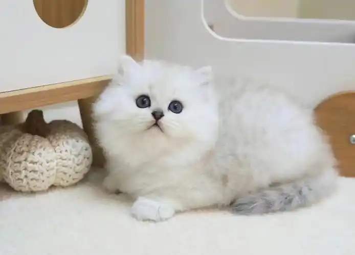 好肥美的金吉拉弟弟