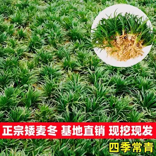 日本矮麦冬草苗玉龙草四季常青耐寒别墅庭院地被植物园林绿化草坪