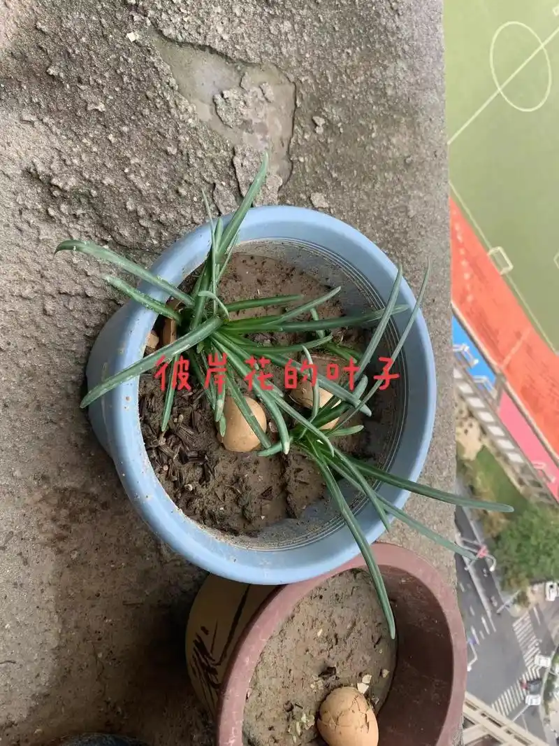 彼岸花又称曼珠沙华,花开开彼岸,花开时看不到叶子,有叶子时看 - 抖音