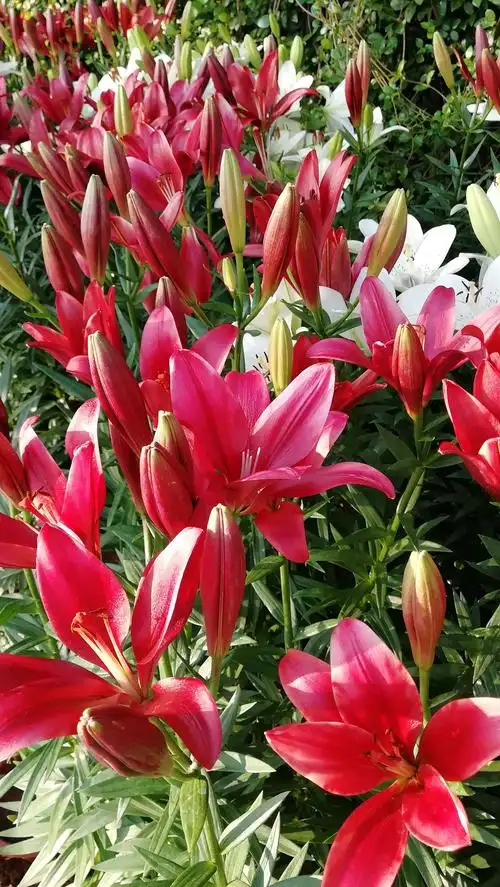 玫红色的百合很少见到,华丽得像身着高贵丝绒衣服的盛装贵妇