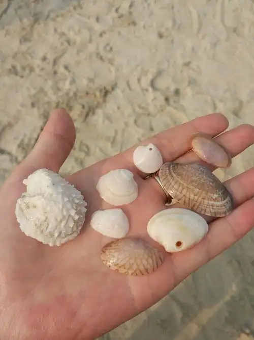 小贝壳,儿时的记忆