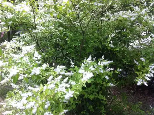 请问开白花的树名,谢谢!