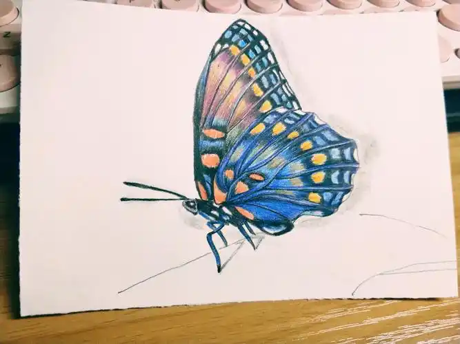 彩铅蝴蝶