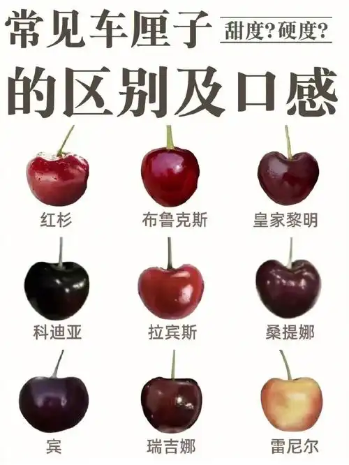 车厘子的区别及口感
