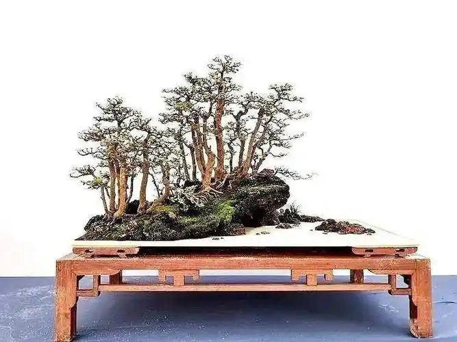 小,中小叶罗汉松景观树——300棵