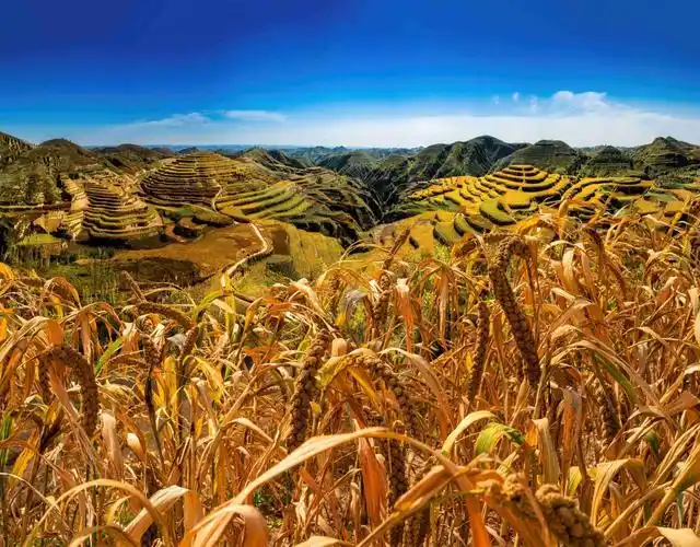 金秋十月,陕北黄土高原梯田里的小米谷穗低垂,当地农民正在地里忙碌