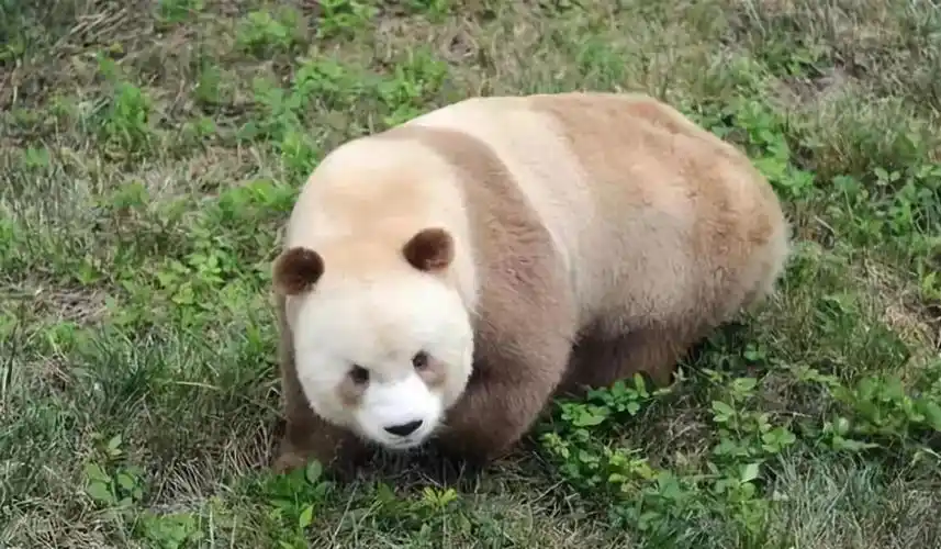 秦岭独有的棕色大熊猫◎图自网络秦岭给大熊猫提供了无法复制生存的