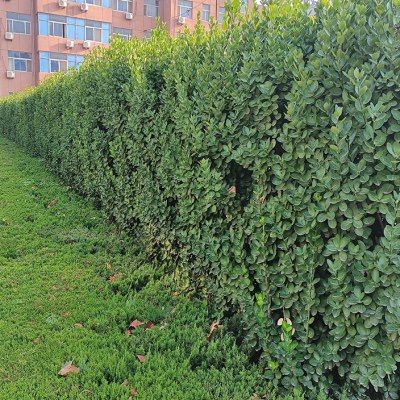 冬青树是一种常绿乔木,树皮一般为灰黑色,叶片为椭圆形披针形或稀卵形