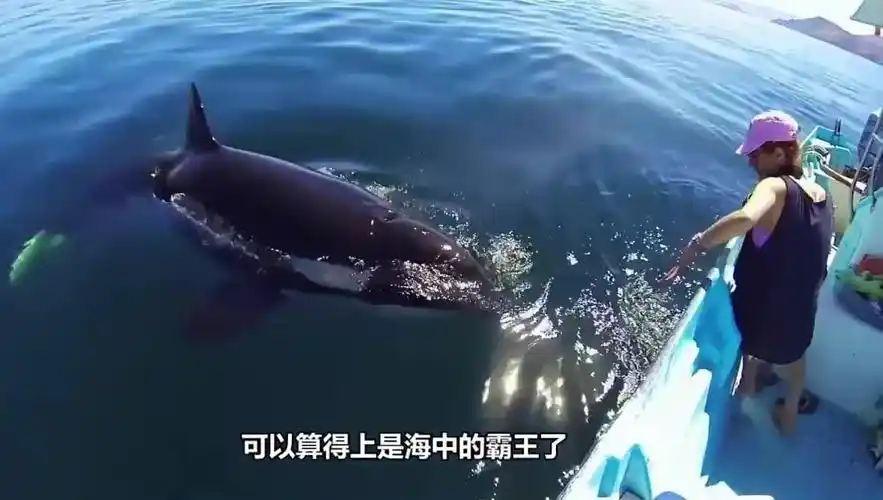 6头虎鲸捕杀蓝鲸,巨大的蓝鲸五秒便殒命,太凶猛了