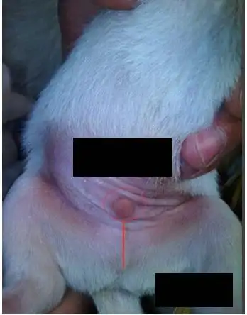 怎样分辨狗的雌雄0