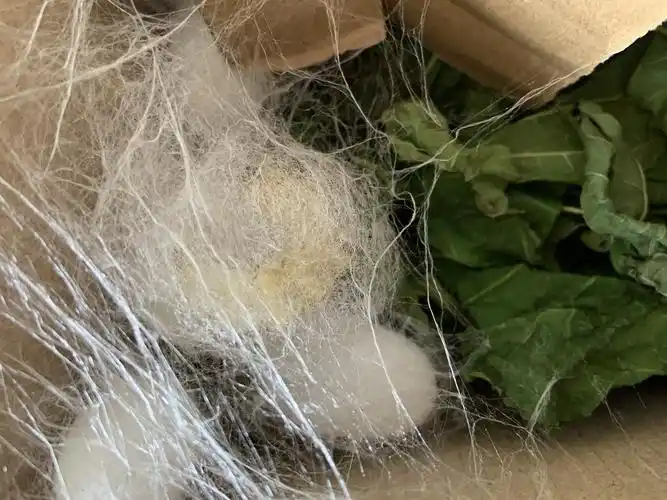 蚕宝宝成长记 二(1)周启诚