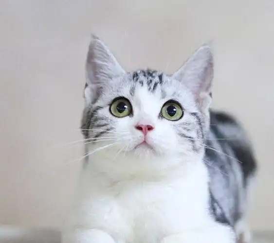为什么美短猫被称为"完美之猫"?网友:养了就不想换猫|老鼠|智商|普通