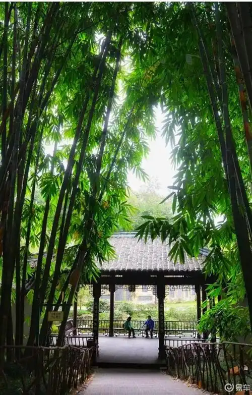 江南竹林风光_摄影社区_易车社区