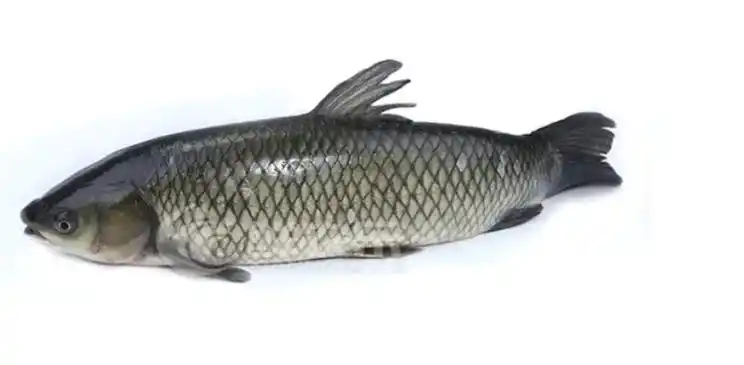 【草鱼吃什么食物】 - 乐乐问答