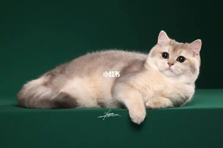 猫咪日常|长毛紫金血蓝金渐层弟弟赛场体验