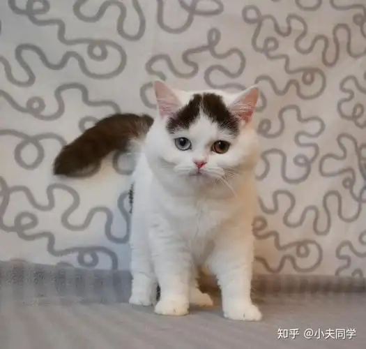 英短毛色大全集(梵花篇)