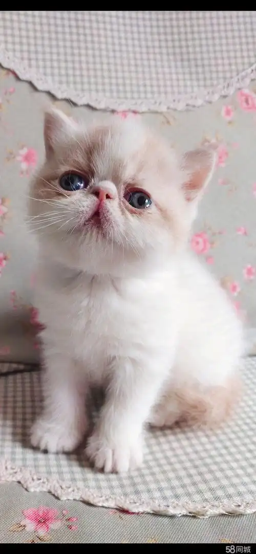 高品质加菲猫找新家