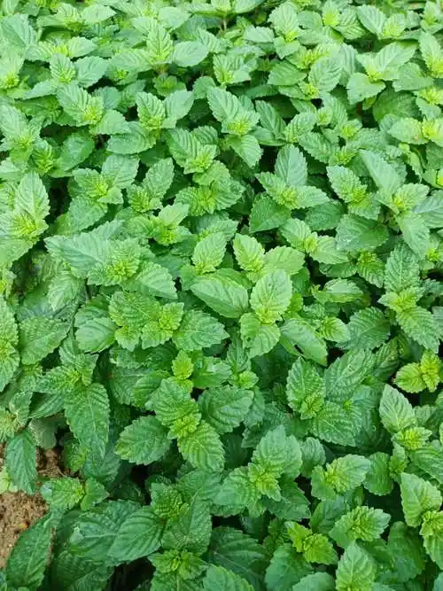 广东凉粉草绿凉粉原料烧仙草现摘仙人草凉粉草甜品两斤包邮