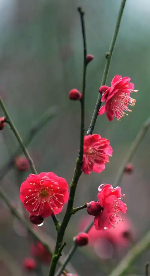 陶醉在梅花的美丽中 ～老兵*2019.2.