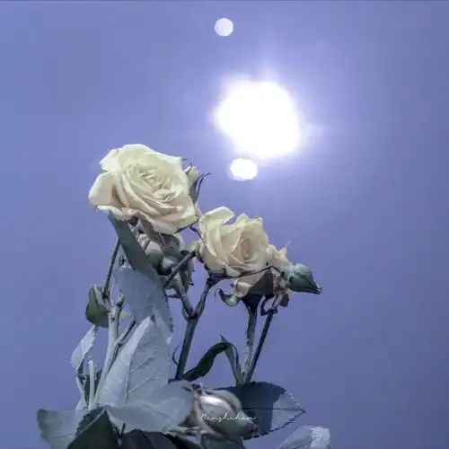 个性签名ins干净治愈(温柔到爆的神仙句子个性签名)