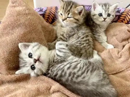 银渐层长毛爸爸和蓝猫妈妈的小宝宝们找家长啦 送猫窝等用品 .