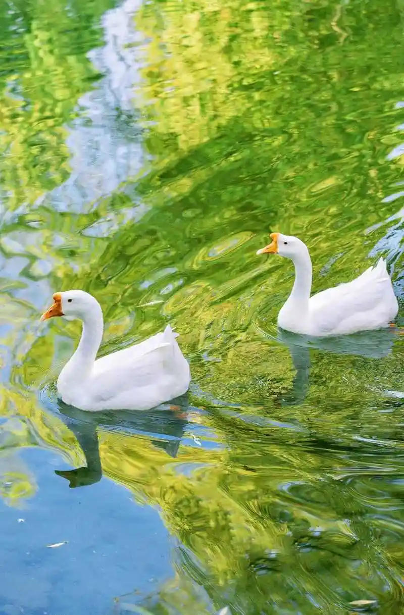 鹅鹅鹅,曲项向天歌.白毛浮绿水,晚上炖大鹅