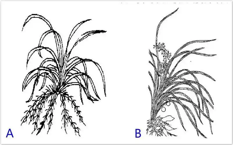 中药麦冬 -物种库