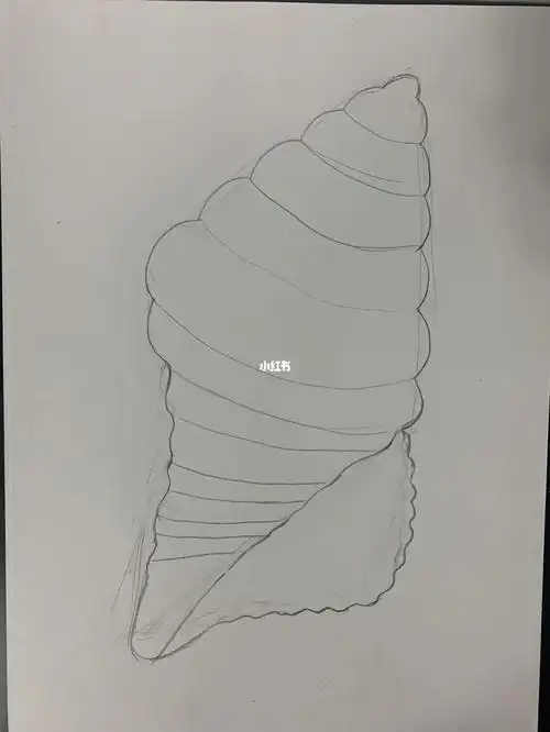 儿童线描画海螺