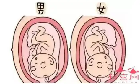 双胞胎双羊双绒一般男孩女孩