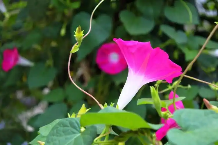 (原创散文)纤纤柔情牵牛花