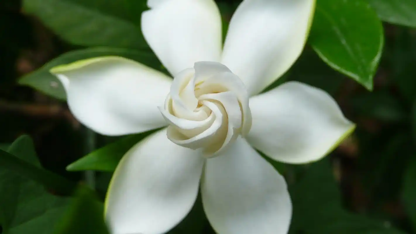 清新栀子花图片花语高清桌面壁纸