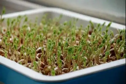 纸上种菜种出自己的小森林