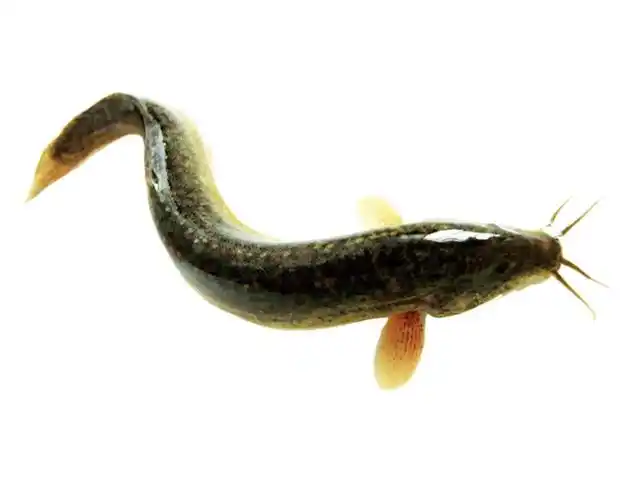泥鳅