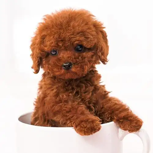 泰迪幼犬纯种泰迪犬幼犬活体宠物狗狗茶杯体犬泰迪幼犬泰迪