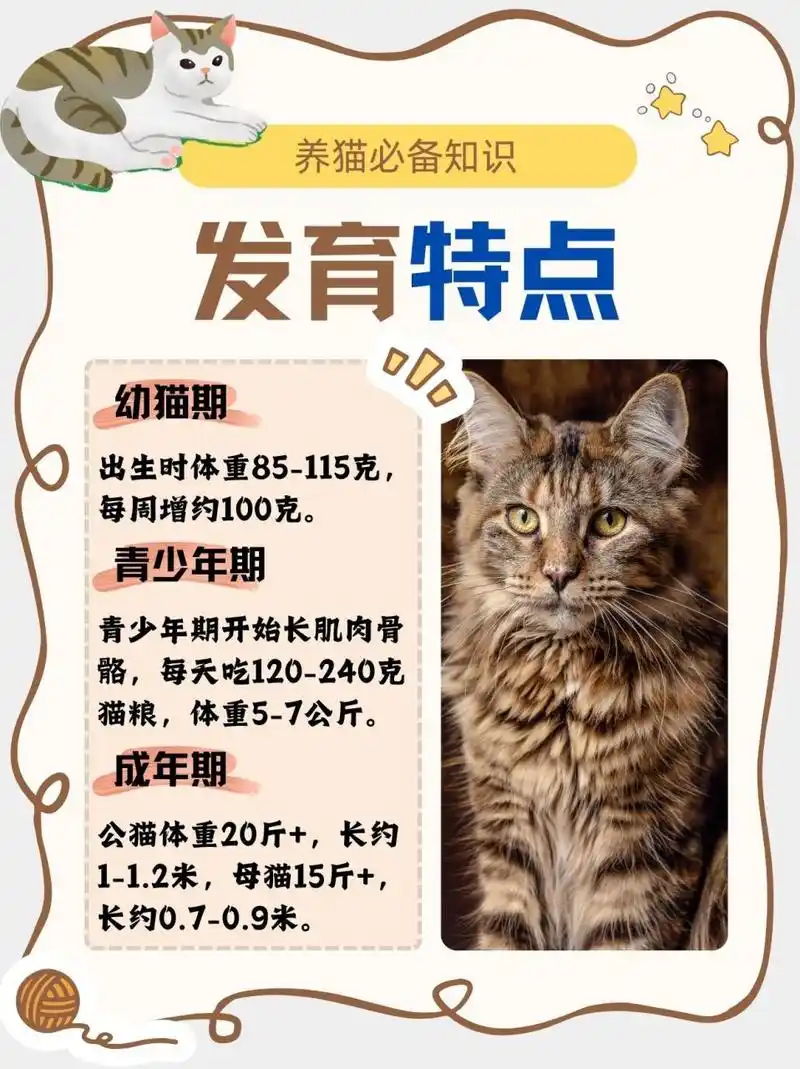 缅因几个月开始猛涨  🐱我家缅因猫三个月的时候就开始猛长啦,这