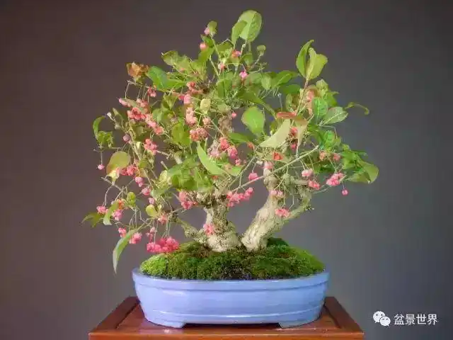 一组卫矛盆景作品 365天 天天有惊喜