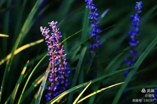 清新淡雅的麦冬花