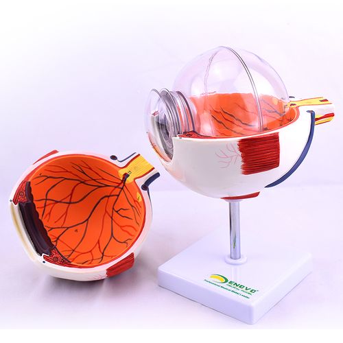 模型眼球enovo标本上海教学医生五官眼科验光教学仪器