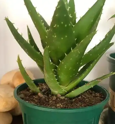 如何修剪芦荟:从杂乱无章到优雅美观的秘诀!