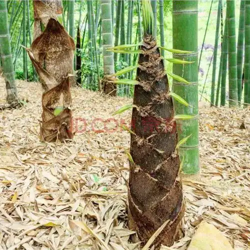 左思《五度赋》如竹笋,二月生,三四月生,五月生的叫夜稗.