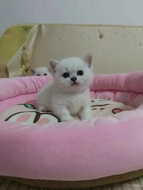 大包子脸银点矮脚弟弟 颜值 品相都在线包一针妙三多疫苗 活泼可爱又