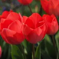 大红色郁金香图片头像爱的告白爱的宣言