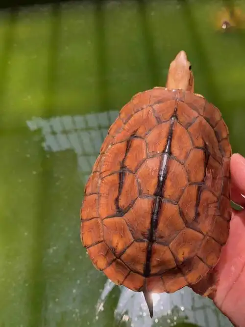 极品红金钱龟公仔