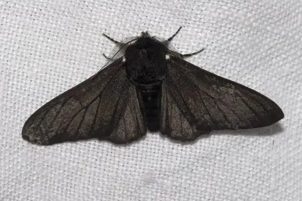 melanism)事件:桦尺蠖(biston betularia, peppered moth)是一群不起