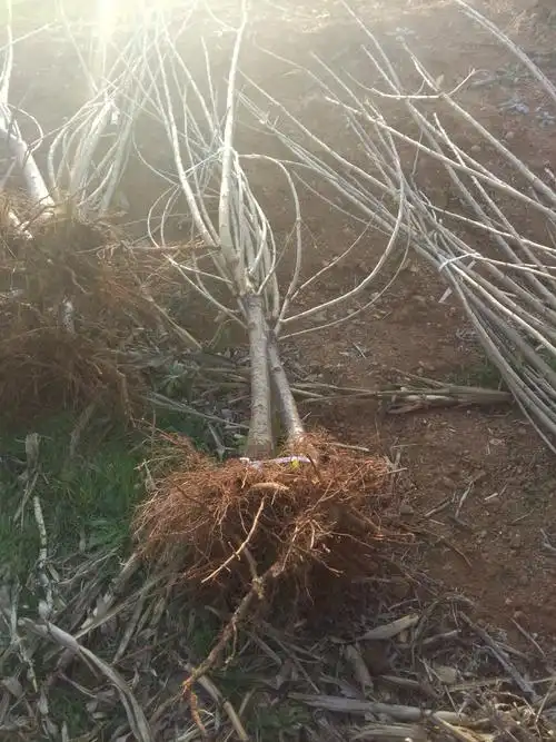 直销大樱桃树苗车厘子苗矮化樱桃苗批发质优价廉品种全嫁接树苗