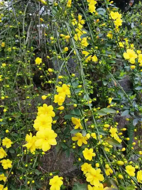 常在每年的2-4月开花,由于是花卉品种中开花最早的品种,当迎春花开放