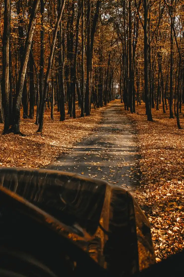 秋季落叶树林图片秋季落叶树林图片大全