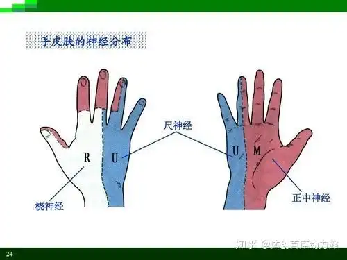 为什么磕到手肘上的麻筋会手麻